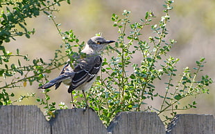 gray bird standing on gray wooden fence HD wallpaper